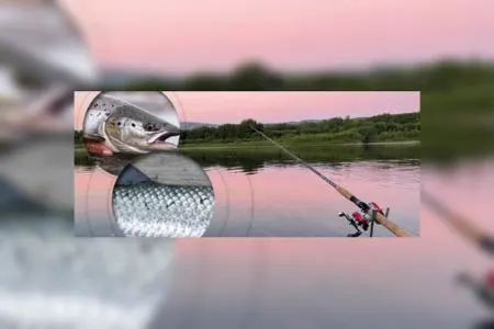 این فناوری جدید، ماهی آزاد را از ماهی پرورشی تشخیص می‌دهد