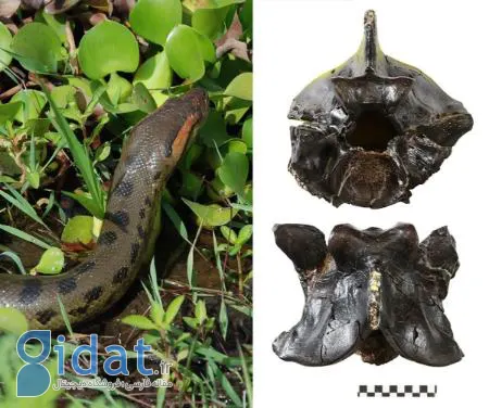 آناکوندای ۱۲ میلیون ساله؛ مار غول پیکری که هرگز کوچک نشد