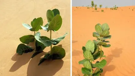 چین در بیابان لاستیک پرورش می‌دهد