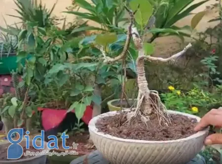 ساخت گلدان سیمانی,آموزش ساخت گلدان بتنی