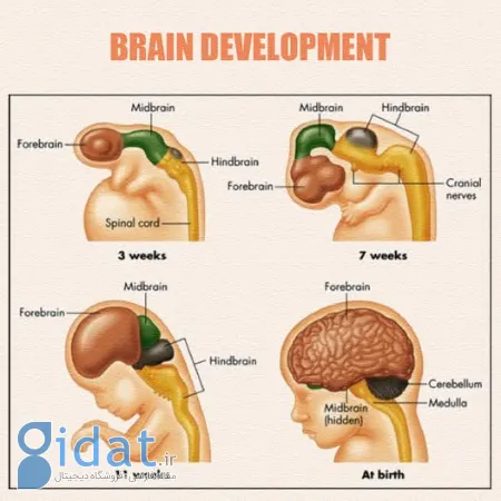 راز شروع زایمان: آیا مغز جنین دستور تولد را صادر می‌کند؟