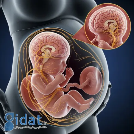 نقش مغز جنین در زایمان