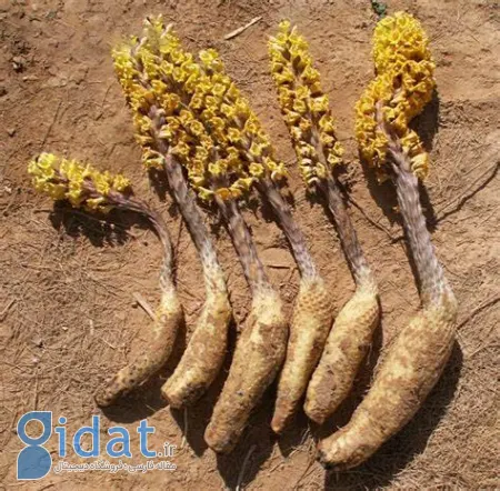 بهترین مکمل‌های گیاهی برای بدنسازی, افزایش تستوسترون با گیاهان دارویی