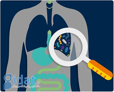 میکروبیوم ریه: مرز مطالعه شده در سلامت و بیماری انسان