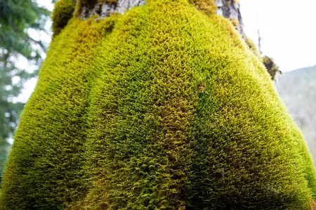 خواص گیاه اشنه, خواص اشنه برای معده