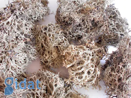 خواص گیاه اشنه, خواص اشنه برای معده