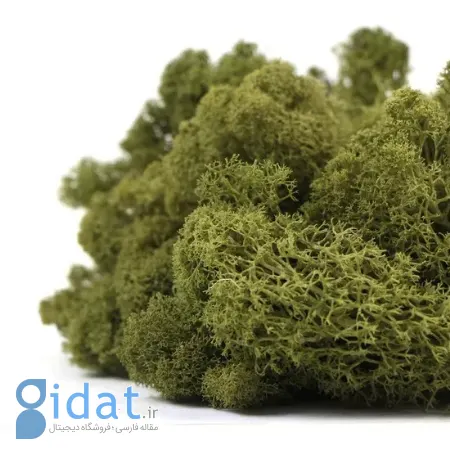 خواص گیاه اشنه, خواص اشنه برای معده