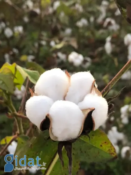 مراقبت از گیاه پنبه,بهترین کود برای پنبه