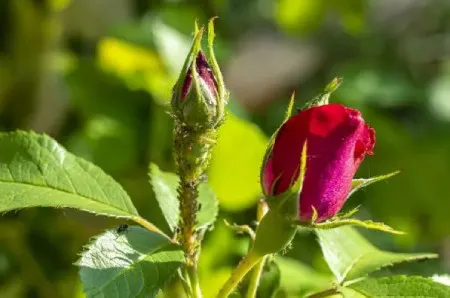 از بین بردن شته گل رز به روش خانگی