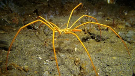 عنکبوت دریایی, عنکبوت دریایی غول پیکر