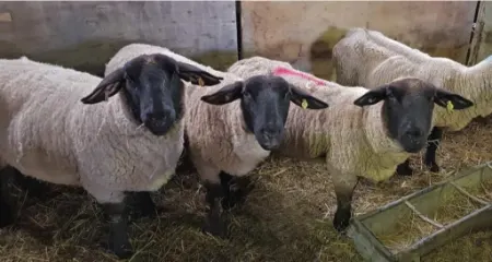 راه‌های انتقال آناپلاسموز در دام, پیشگیری از آناپلاسموز گوسفندان