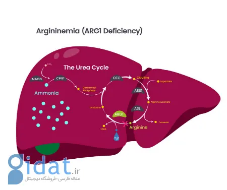 از علائم تا درمان: همه چیز در مورد کمبود آرژیناز