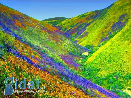 دره گل‌ها هند, پارک ملی دره گل‌ها