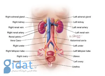 چگونه بدن زن زندگی خلق می‌کند