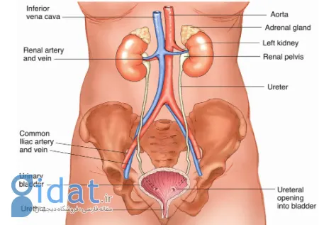 سیستم تولیدمثل زنانه
