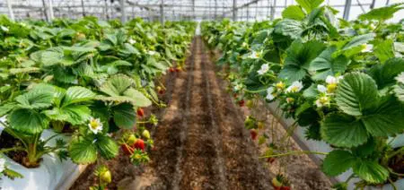 اختراع رباتی برای نظارت بر مواد مغذی گیاهان گلخانه‌ای