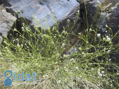 گیاه حماض, شیطرج