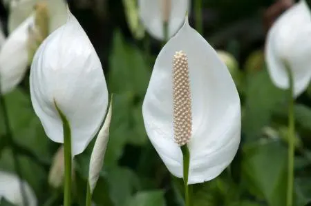  رطوبت گیر خانگی با گیاهان