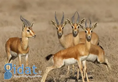 پارک ملی نایبند, پارک ملی دریایی نایبند