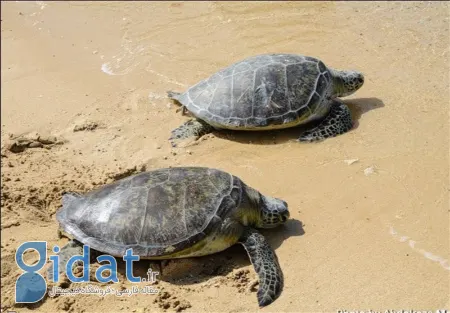 پارک ملی نایبند, پارک ملی دریایی نایبند