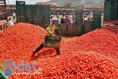 فستیوال پرتاب گوجه در اسپانیا