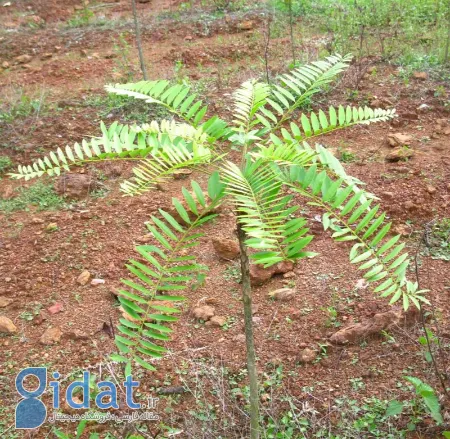 قرص دویلتفین, دویلتفین برای آرتروز