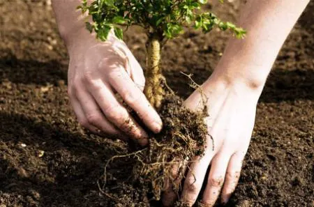 کاشت درختان در مکان های نامناسب می تواند زمین را گرمتر کند