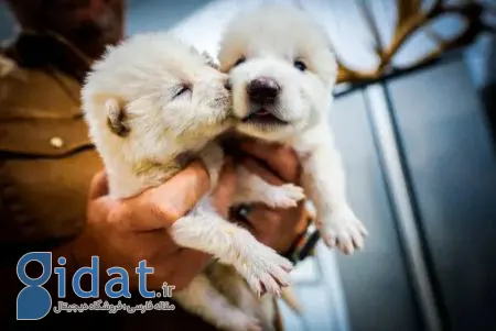 گرگ،اخبار علمی،خبرهای علمی