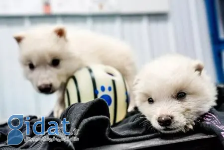 گرگ،اخبار علمی،خبرهای علمی