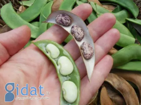 از فواید لوبیا لیما چه می‌دانید؟