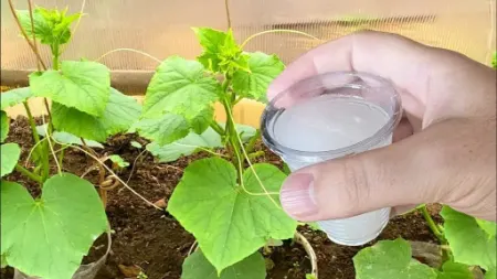 بهترین کود برای خیار, کود مناسب خیار