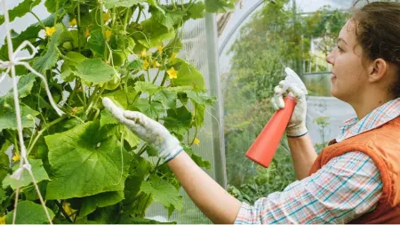 بهترین کود برای خیار, کود مناسب خیار