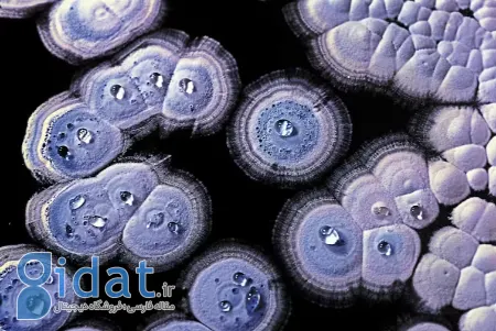 بوی خاک پس از باران,علت بوی خاک هنگام بارندگی