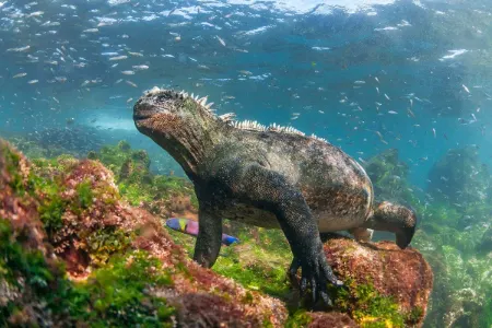 جزایر گالاپاگوس, جزایر گالاپاگوس در کجاست, ایگواناهای جزایر گالاپاگوس