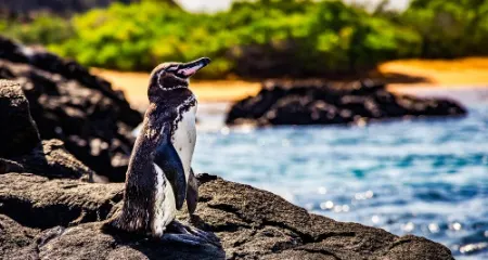 جزایر گالاپاگوس, جزایر گالاپاگوس در کجاست, پنگوئن های جزایر گالاپاگوس