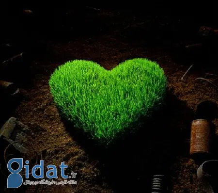 کاشت سبزه ی عید نوروز,مراحل کاشت سبزه به شکل قلب