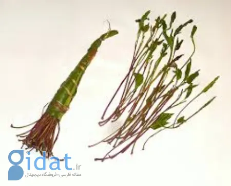 هر آنچه که باید در مورد گیاه قات بدانید؛ از جویدن تا عوارض قلبی