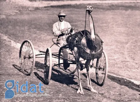 شترمرغ‌سواری چیست,  شترمرغ‌سواری
