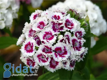 اسرار شگفت‌انگیز گیاه میخک برای سلامتی و زیبایی