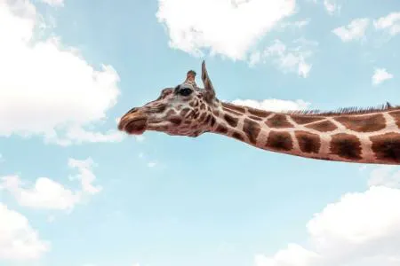 چرا زرافه‌ها علاوه بر گردن، پاهای بسیار بلندی هم دارند؟