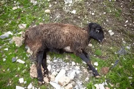 شاربن در گوسفندان, علائم سیاه زخم گوسفند