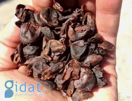 کاسکارا چیست, چگونه کاسکارا دم کنیم