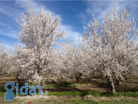 بهترین زمان برای سمپاشی نهال بادام برای حداکثر محافظت