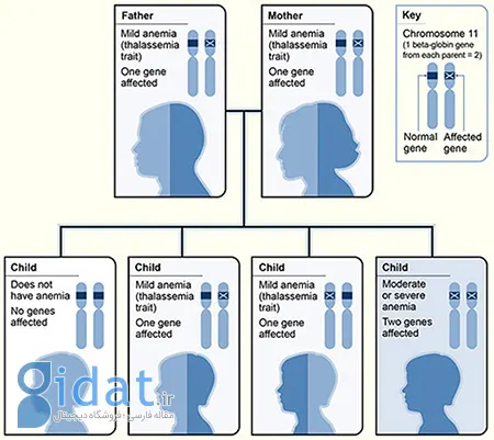 بتا تالاسمی, ارث بردن بتا تالاسمی, بتا تالاسمی ارثی