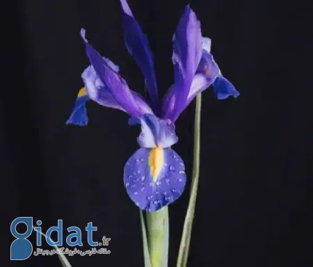 روانشناسی با انتخاب گل