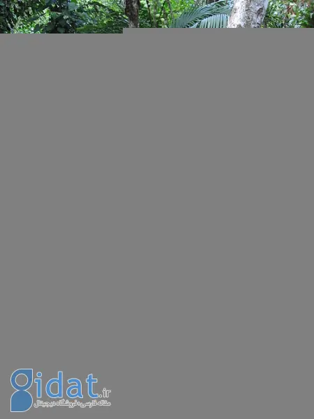 سیوداد پردیدا کلمبیا, شهر گمشده کلمبیا