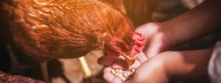 سیلیکات پتاسیم خوراک دام, سیلیکات پتاسیم در طیور