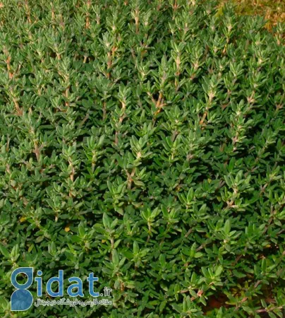 خواص گیاه تیول, گیاه تیول چیست