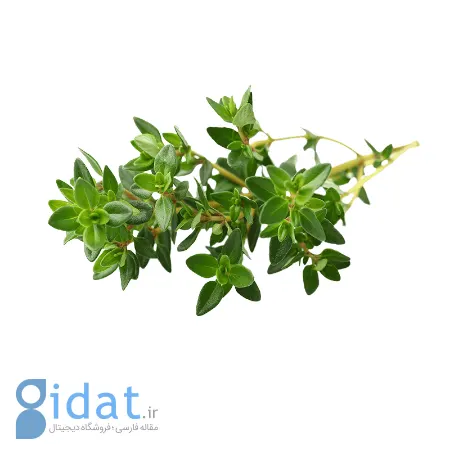 خواص گیاه تیول, گیاه تیول چیست