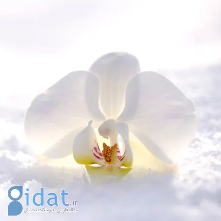 انواع ارگاسم در زنان, ارگاسم چندگانه در زنان